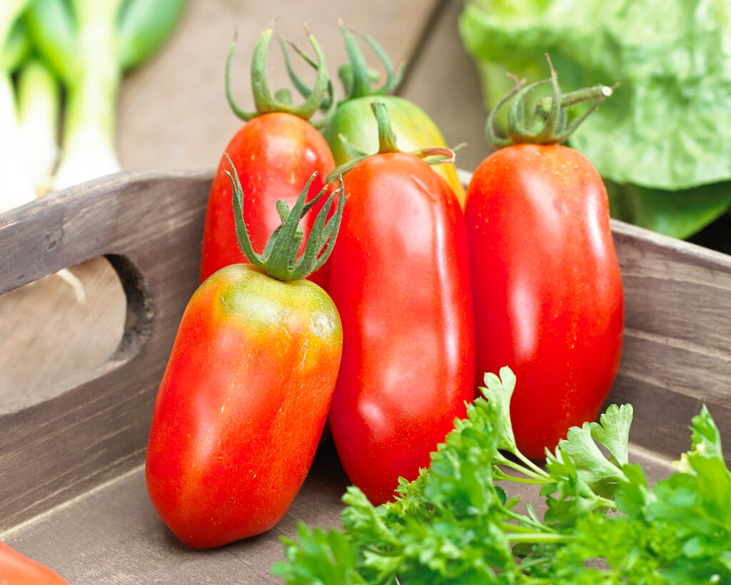 tomato 'San Marzano'