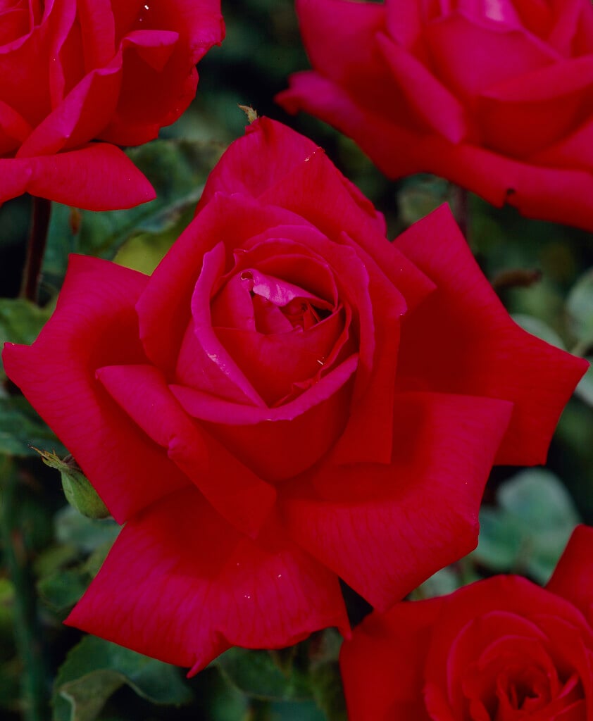 rose 'Chrysler Imperial'