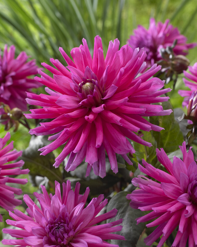 <i>Dahlia</i> 'Purple City' (S-c)