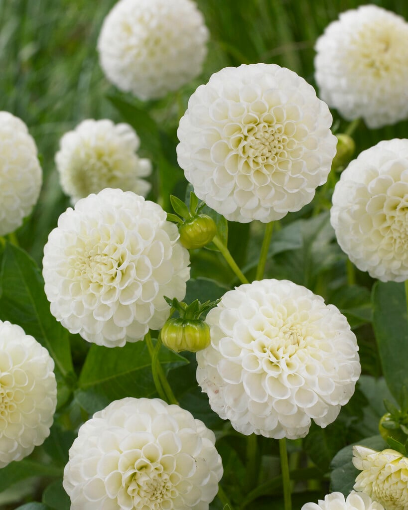 dahlia 'Snowflake'