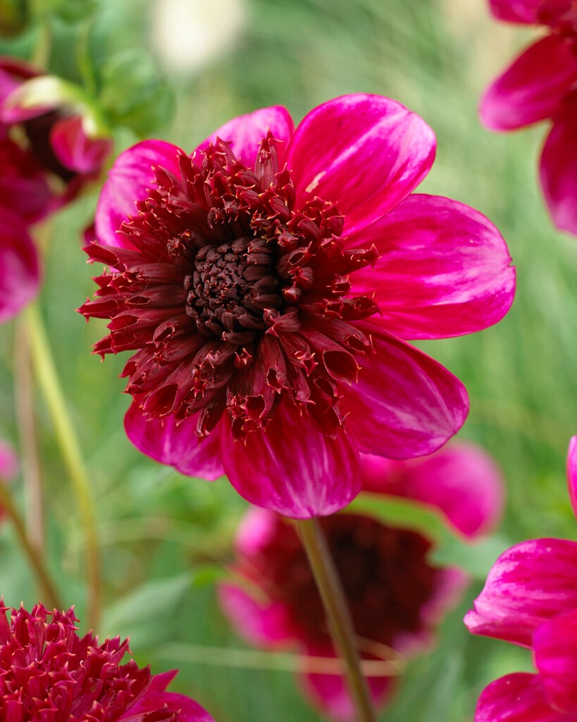 <i>Dahlia</i> 'Rock Star' (Anem)