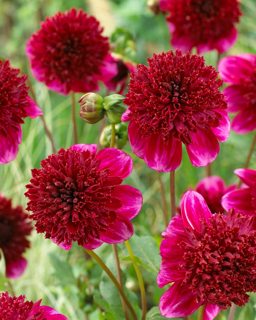 <i>Dahlia</i> 'Rock Star' (Anem)