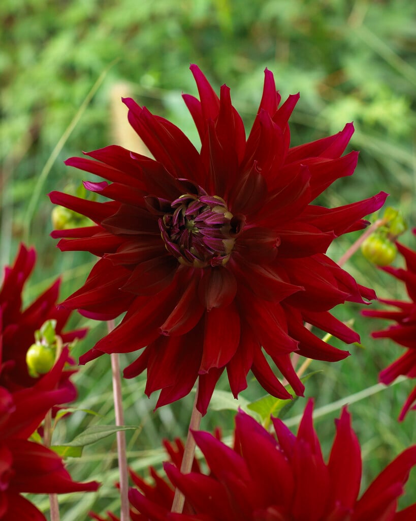 dahlia 'Ripples'