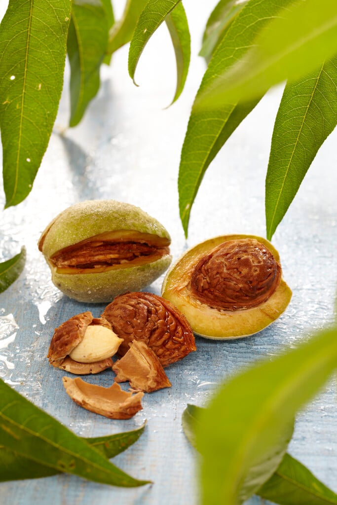 hybrid almond 'Robijn'