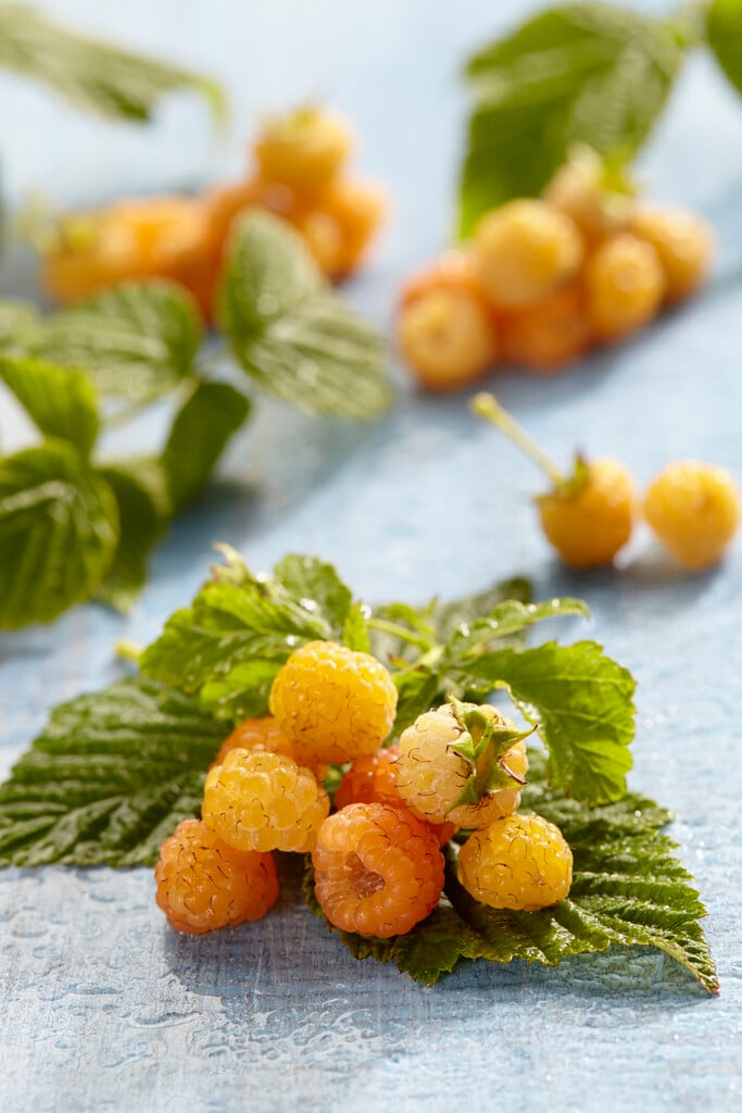 raspberry 'Fallgold'