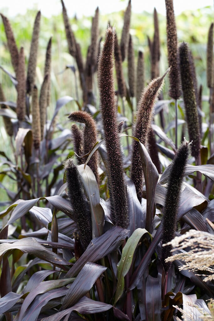 pearl millet 'Purple Baron'