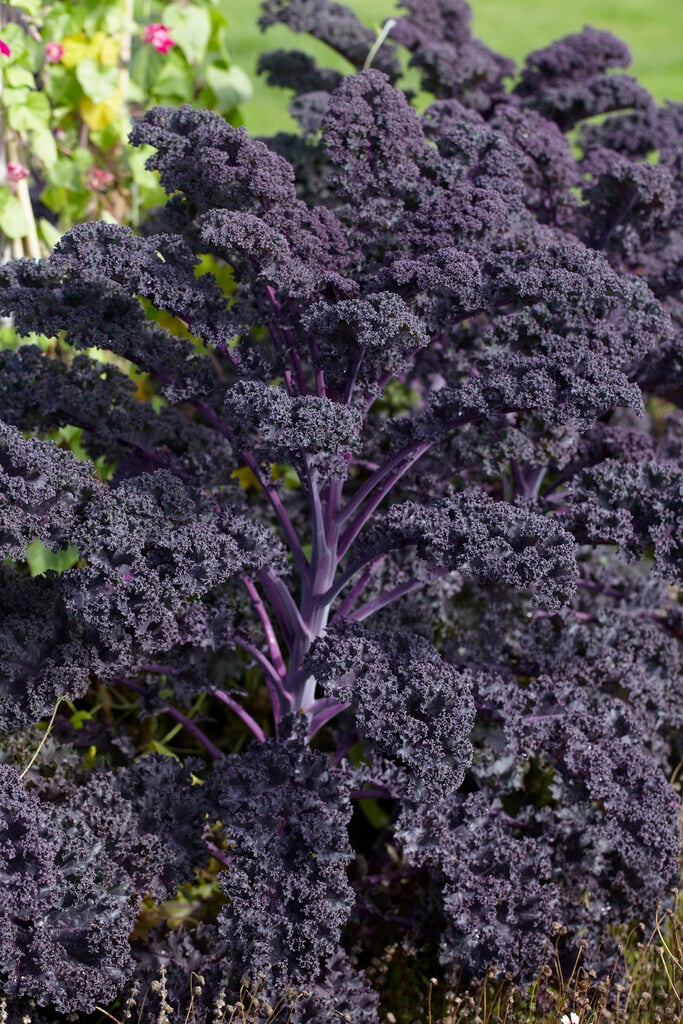 Brassica oleracea (Acephala Group) &Redbor& | borecole &Redbor& Annual ...