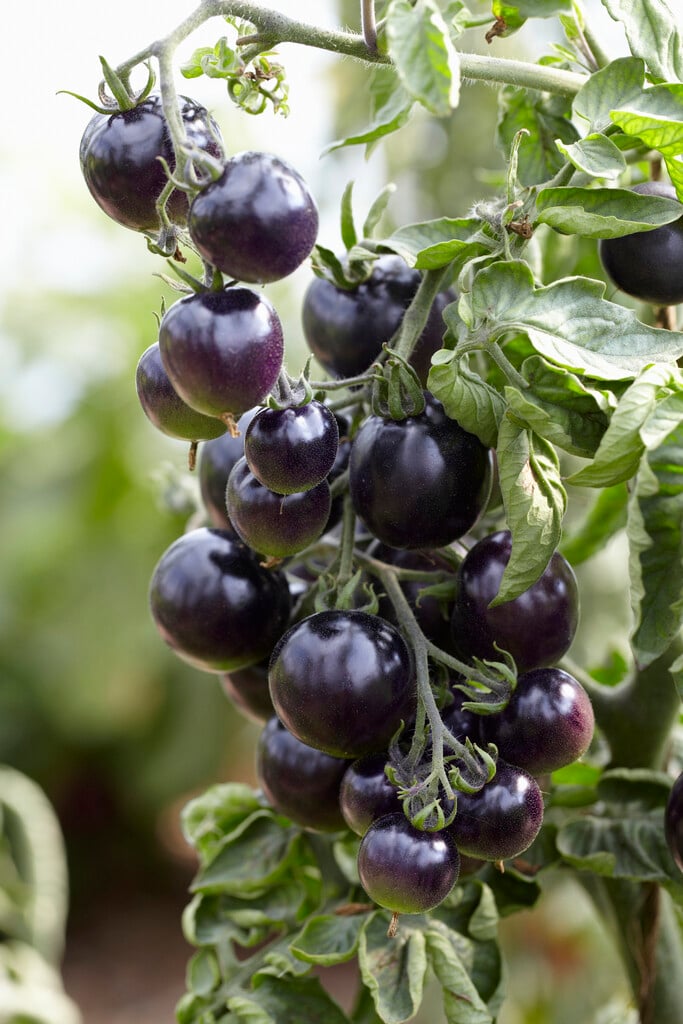 tomato 'Indigo Rose'