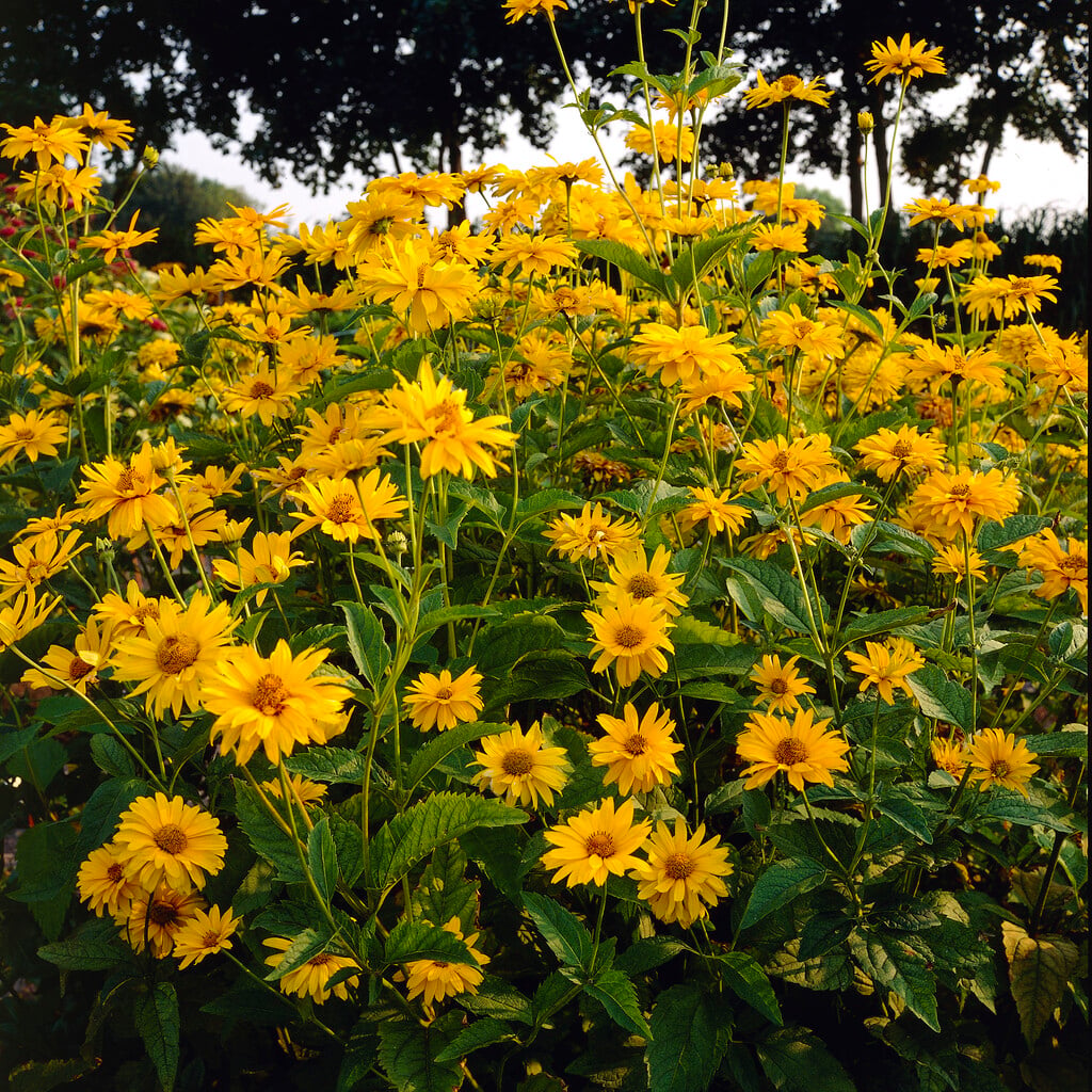 hardy zinnia