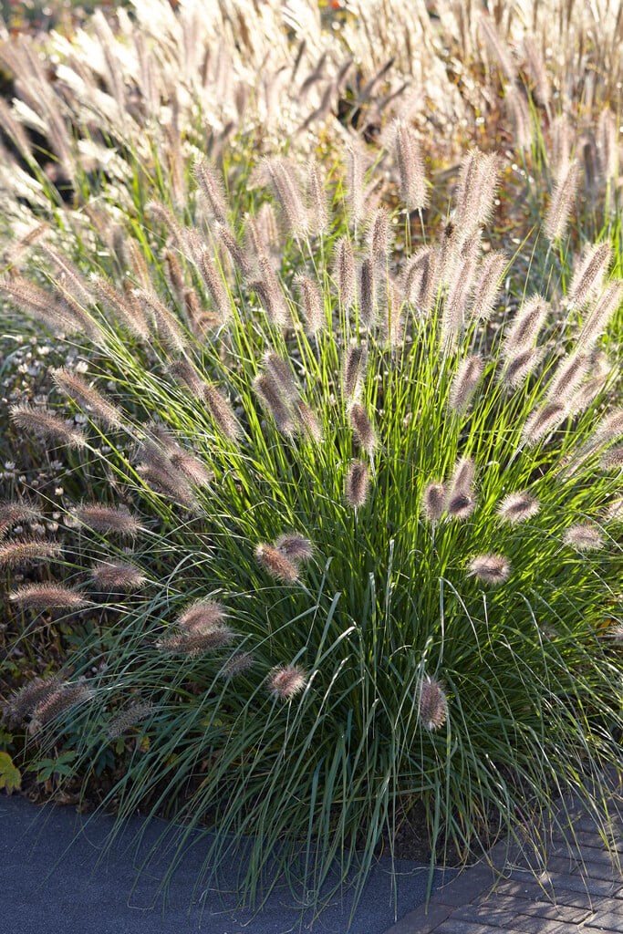 Chinese fountain grass 'Reborn'
