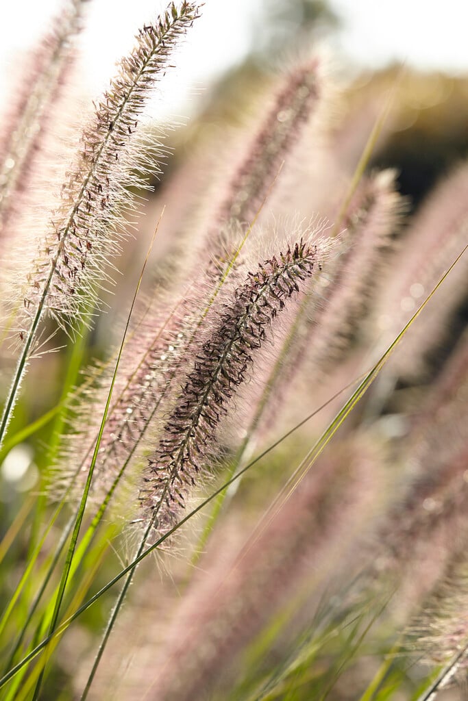 Chinese fountain grass 'Reborn'