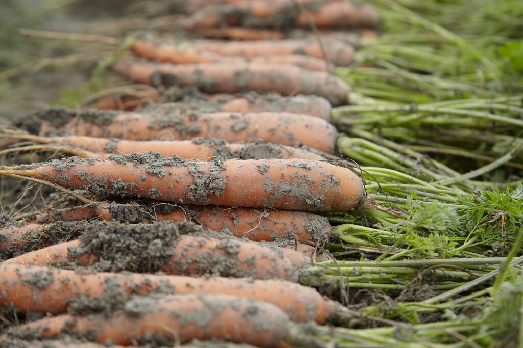 carrot 'Nigel'