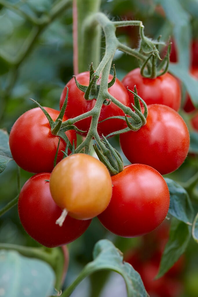 Solanum lycopersicum 