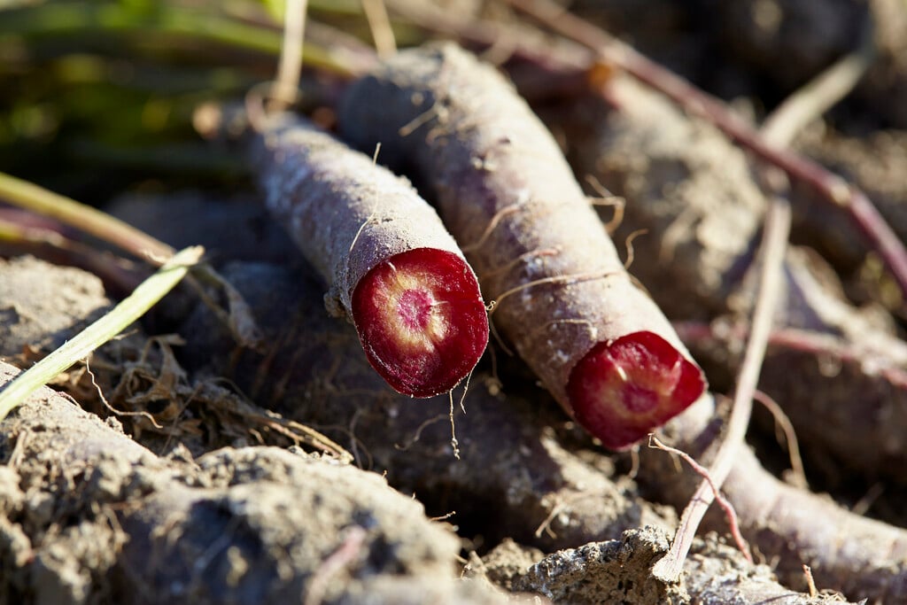 carrot 'Purple Sun'
