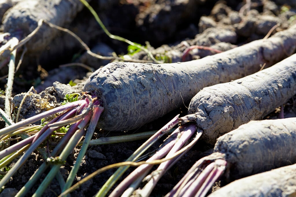 carrot 'Deep Purple'