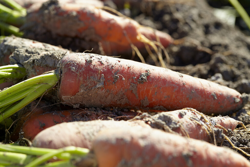 carrot 'Cascade'