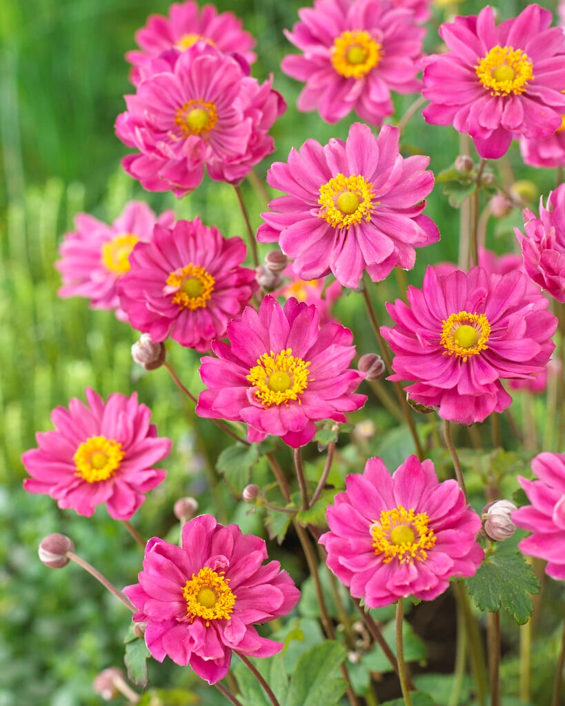 Japanese anemone 'Montrose'