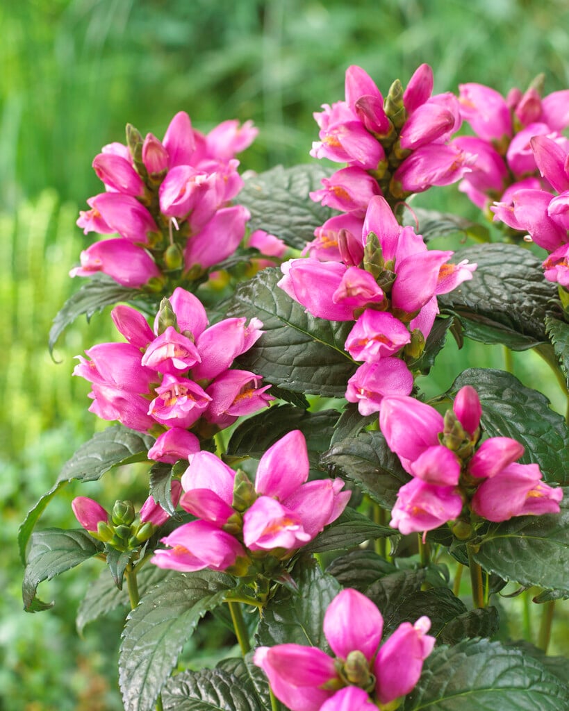 <i>Chelone</i> <i>obliqua</i> [<span style="font-variant: small-caps;">Pink Turtle</span>] ('Arturtle')