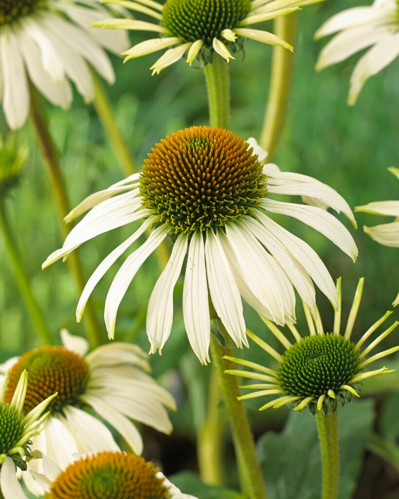 purple coneflower 'White Swan'