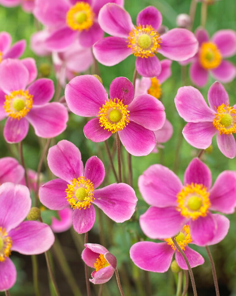 Japanese anemone 'Splendens'