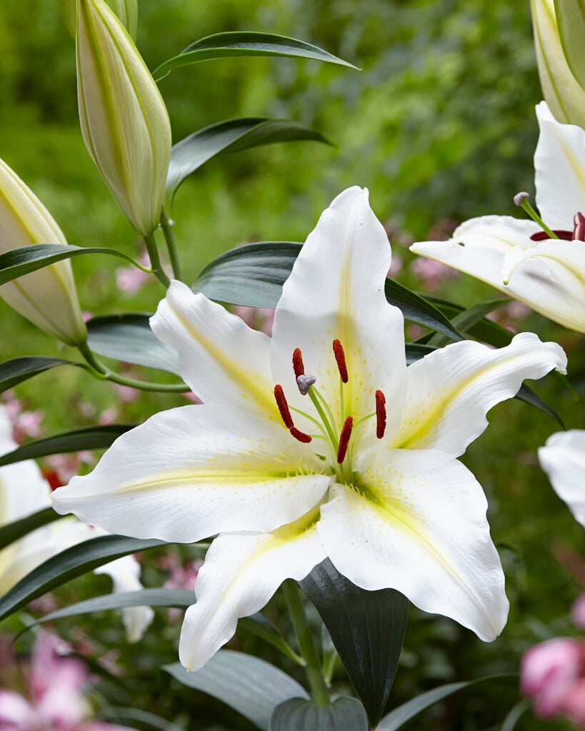 lily 'Baferrari'