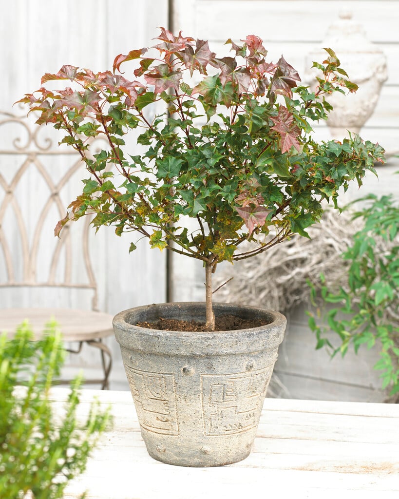 <em>Acer</em> 'Ample Surprise'<sup>PBR</sup>