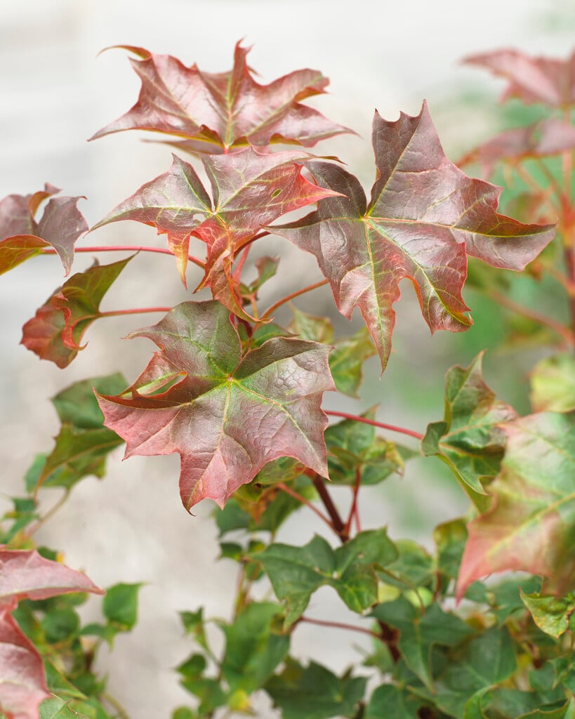 Acer 'Ample Surprise'PBR/RHS Gardening