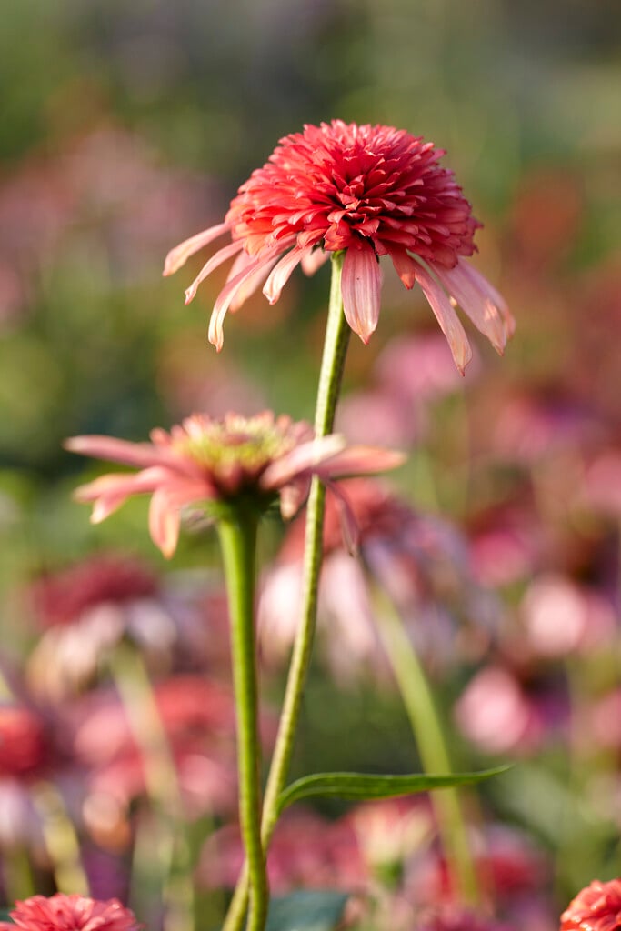 coneflower 'Secret Passion'