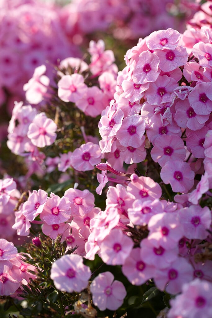 perennial phlox 'Herbstwalzer'