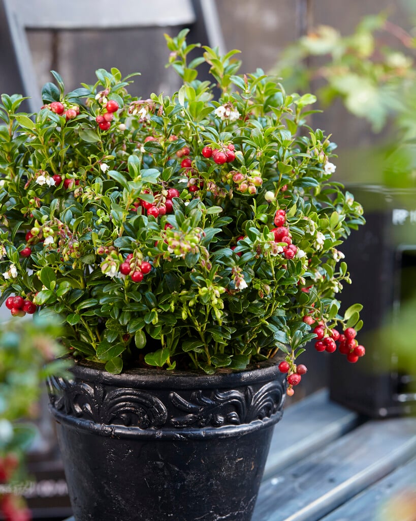 cowberry [Miss Cherry]