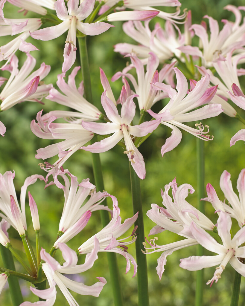 Bowden lily 'Lipstick'