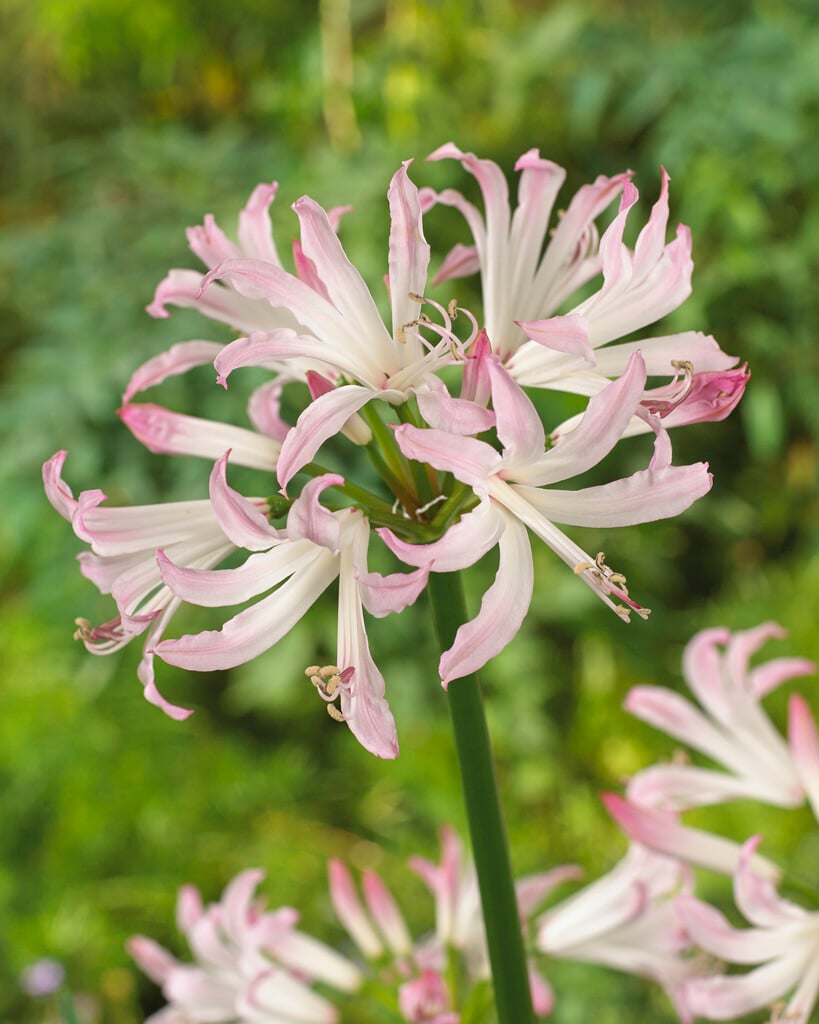 Bowden lily 'Lipstick'
