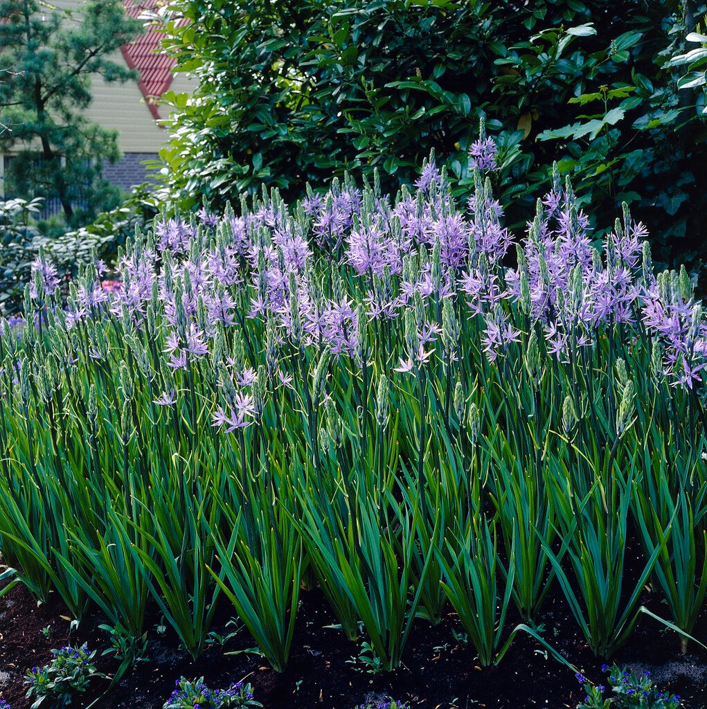 Camassia quamash