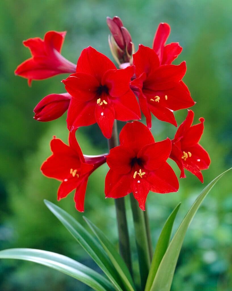 amaryllis 'Carina'