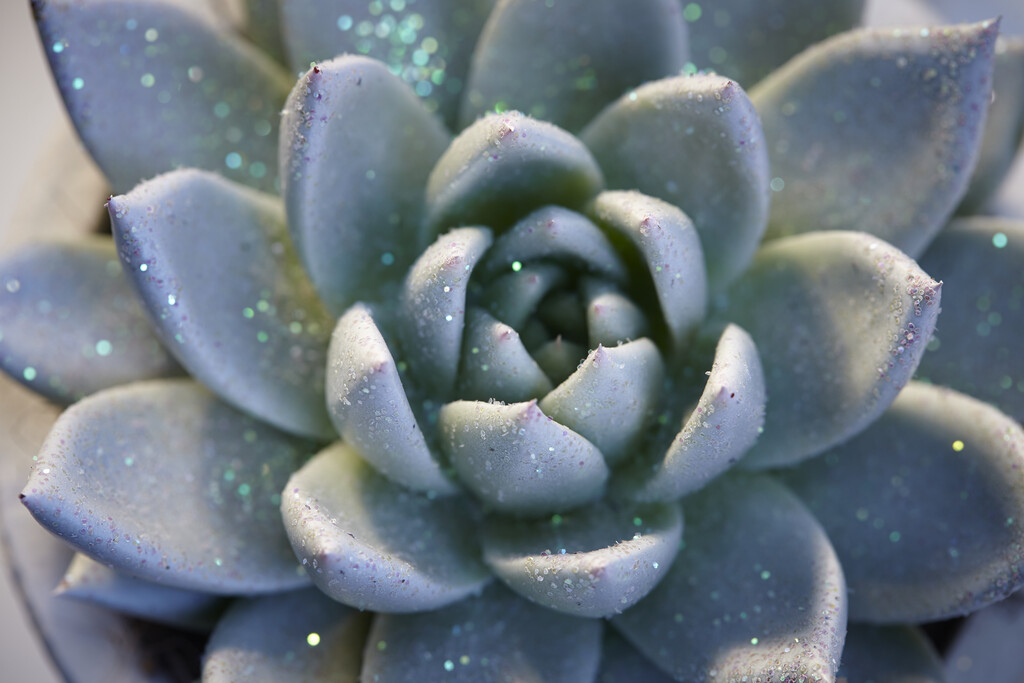 <em>Echeveria</em> 'Miranda'