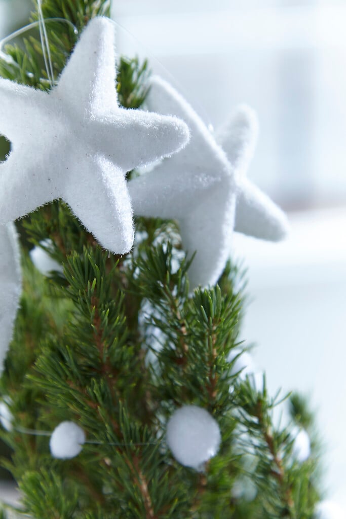 white spruce
