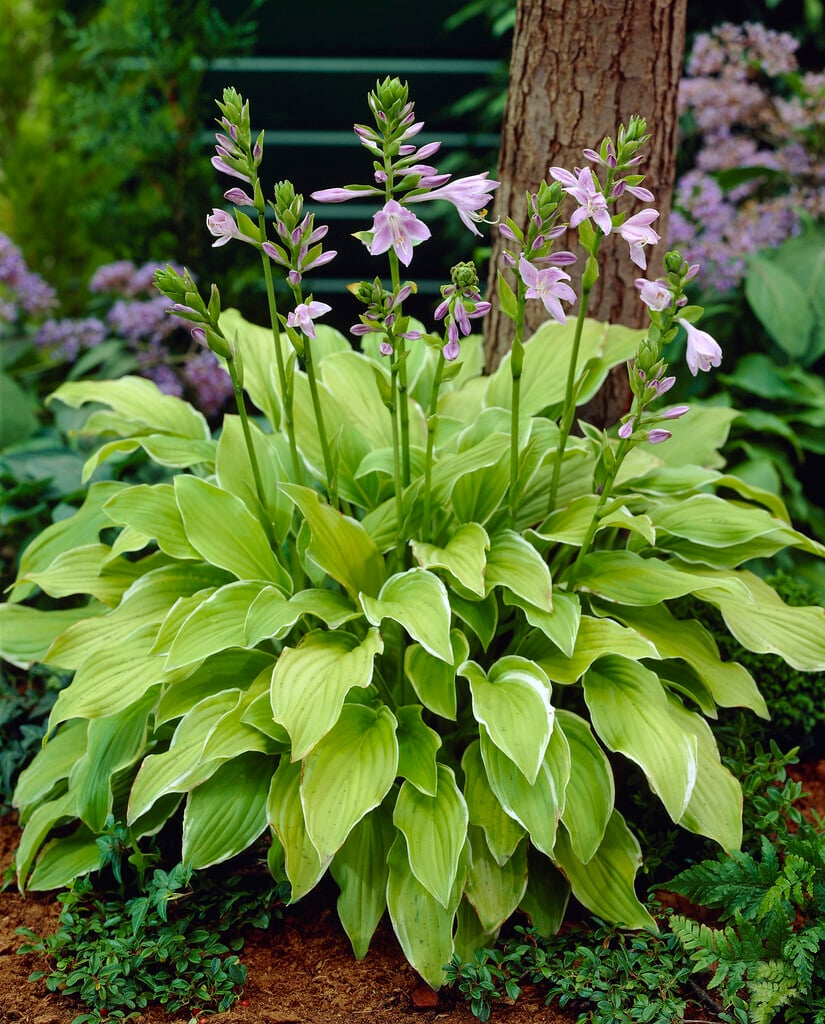 <i>Hosta</i> 'Summer Fragrance'