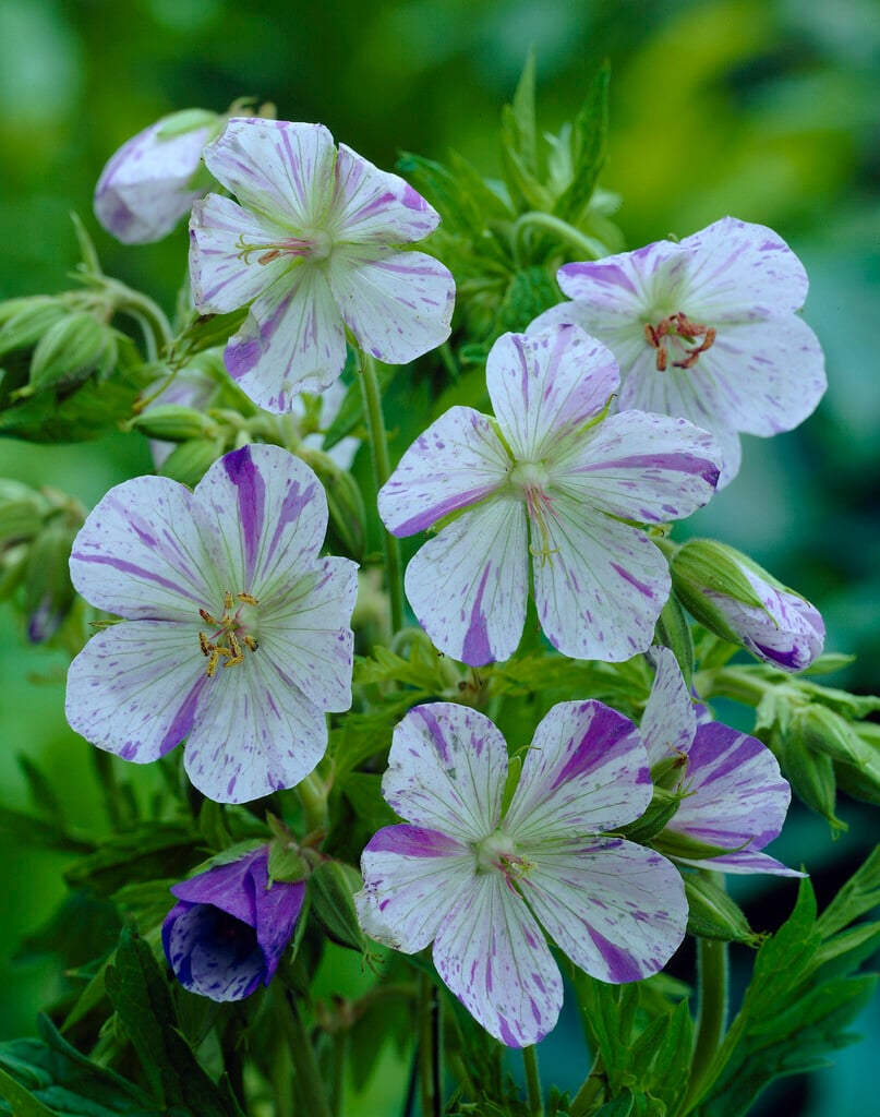 meadow cranesbill 'Striatum'