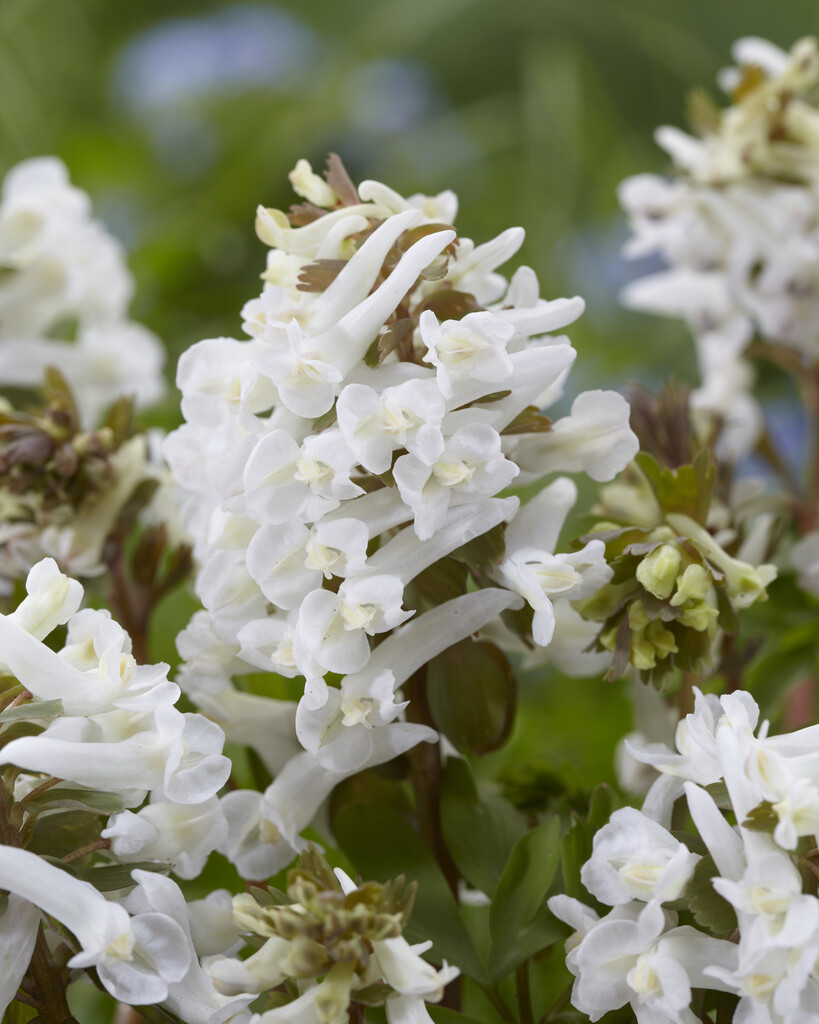 fumewort 'White Swallow'