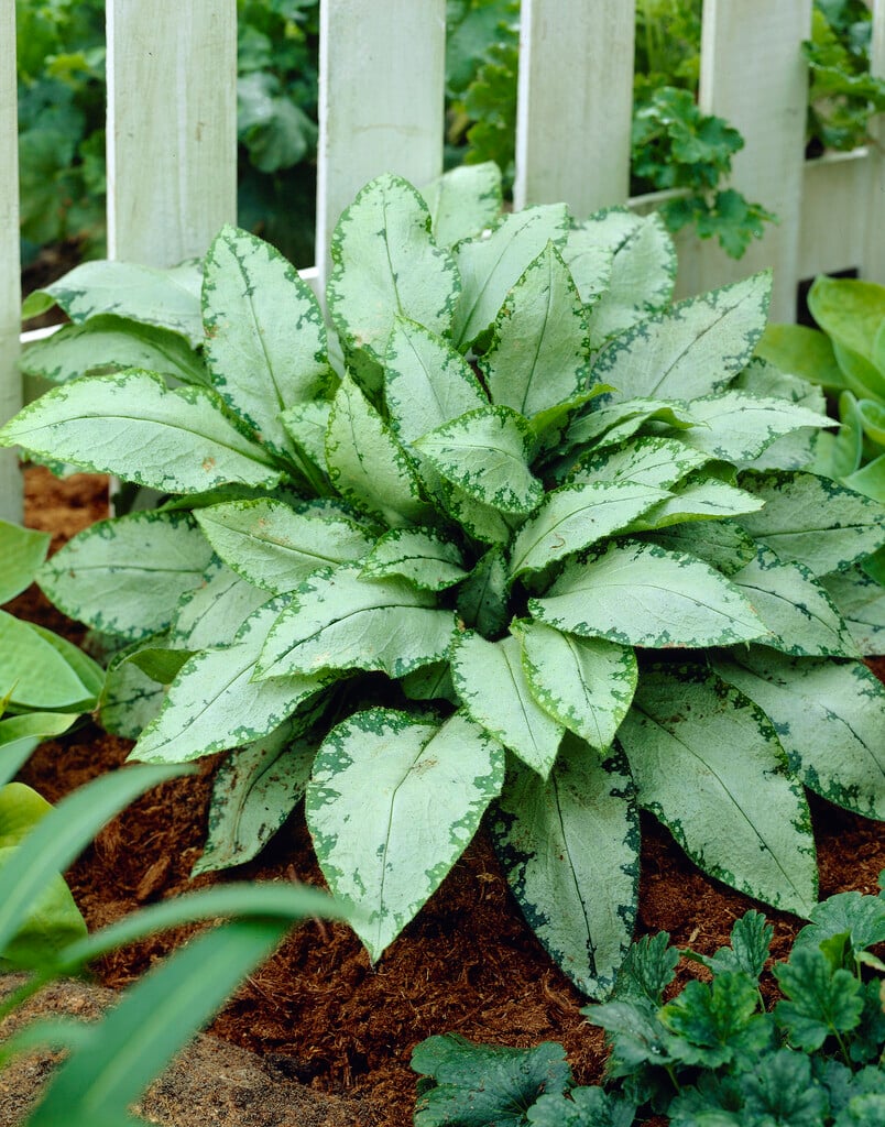 <i>Pulmonaria</i> <i>saccharata</i> 'Silverado'