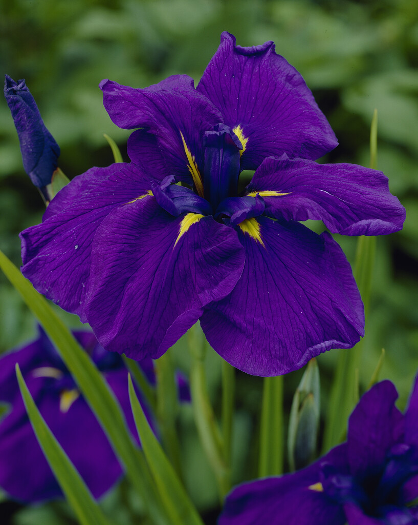<i>Iris</i> <i>ensata</i> 'Sensation'