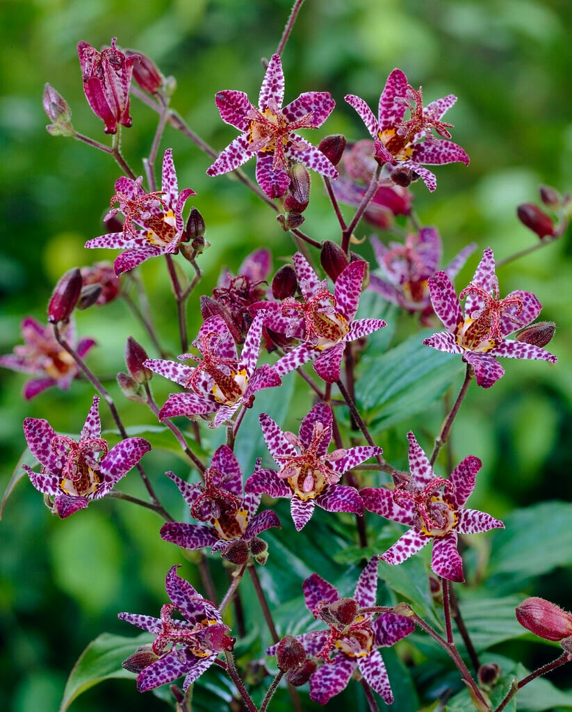 large-stalked toad lily