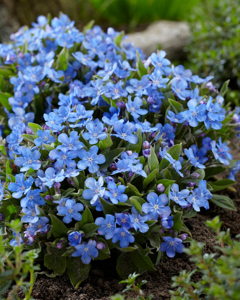 Cappadocian navelwort 'Blue Eyes'