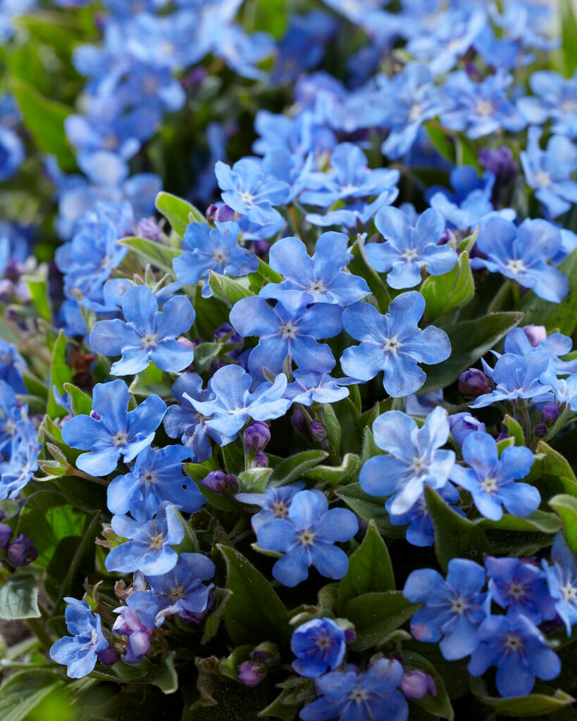 Cappadocian navelwort 'Blue Eyes'