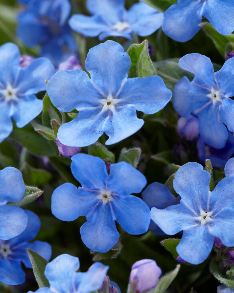 Cappadocian navelwort 'Blue Eyes'