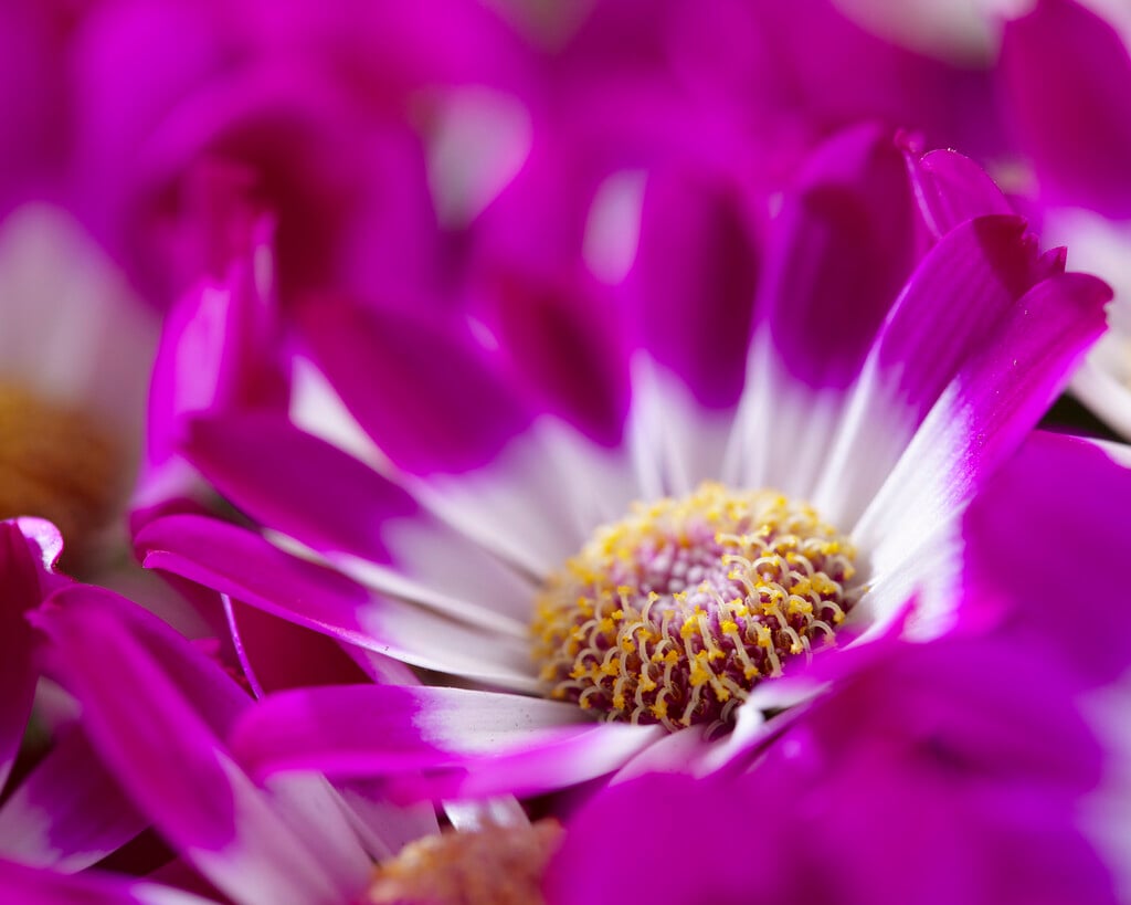 cineraria