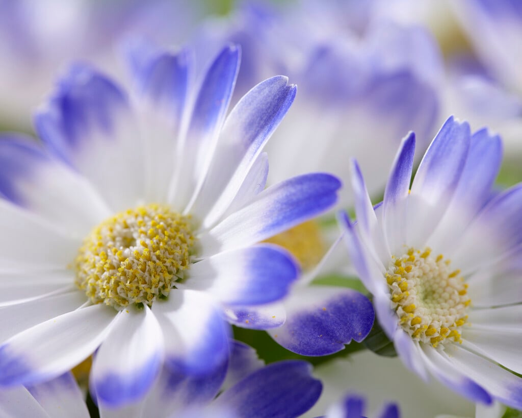 cineraria