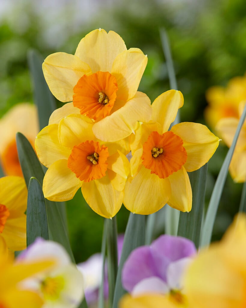 daffodil 'Kedron