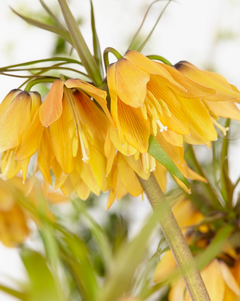<i>Fritillaria</i> 'Vivaldi' (Rascal Series)