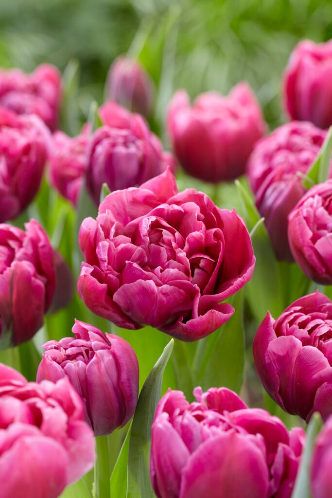 tulip 'Margarita'
